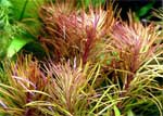Эустралиус звездчатый Eustralis stellata, аквариумное растение, 1 стебель
