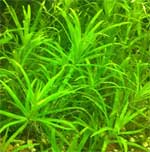 Гетерантера остролистная Geteranthera zosterafolia, аквариумное растение 1 стебель