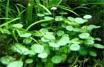 Гидрокотила вертикальная (водяной пупок) Hydrocotyle verticillata, аквариумное растение, горшок