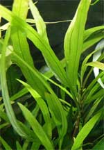 Гигрофила узколистная или гигрофила иволистная  Hygrophila angustifolia, аквариумное растение 1 стебель