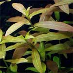 Гигрофила многосеменная Hygrophila polysperma, аквариумное растение 1 стебель