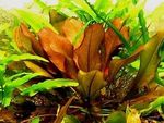 Эхинодорус «Малый медведь» Echinodorus «Kleiner Bar», аквариумное растение размер S