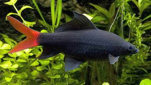 Лабео двухцветный Epalzeorhynchos  bicolor (Labeo bicolor), аквариумная рыбка размер S