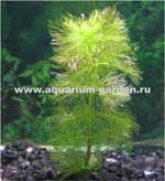 Лимнофила водная или амбулия водная Limnophila aquatica, аквариумное растение, 1 стебель