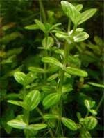 Линдерния круглолистная Lindernia rotundifolia, аквариумное растение 1 стебель