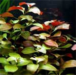 Людвигия ползучая Ludwigia repens, аквариумное растение 1 стебель