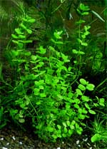 Микрантемум тенистый Micranthemum umbrosum, аквариумное растение
