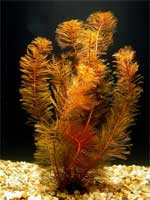 Перистолистник красный Мyriophyllum matogrossense Red, аквариумное растение, 1 стебель
