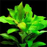 Лимонник прямой или Номафила прямая, Лимонник Nomaphila corymbosa, аквариумное растение 1стебель