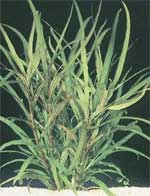 Лимонник спешиал длиннолистный или Номафила спешиал длиннолистная,  Nomaphila spp. Langblattrig, аквариумное растение