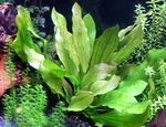 Эхинодорус Оцелот зеленый, Echinodorus sp. “Ozelot Green”, аквариумное растение, размер L