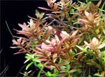 Ротала индийская Rotala indica, аквариумное растение 4-5 стеблей