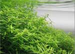 Ротала круглолистная зеленая Rotala rotundifolia Green, аквариумное растение 4-5 стеблей