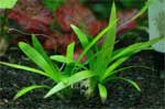 Сагиттария широколистная, Стрелолист широколистный (японика) Sagittaria platyphylla, аквариумное растение