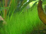 Мох Стринг, Stringy moss, Leptodictyum riparium, аквариумное растение