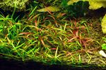 Эхинодорус  тенеллус или Эхинодорус нежный (Echinodorus tenellus), аквариумное растение