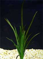 Валлинснерия спиральная полосатая Vallisneria spiralis `Striped', аквариумное растение 1 куст