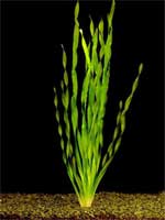 Валлиснерия спиральная Vallisneria spiralis, аквариумное растение 1 куст